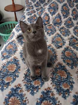 Hera -  Domestic Short Hair Cat for Adoption in Overland Park, Kansas - Hera | PetCurious