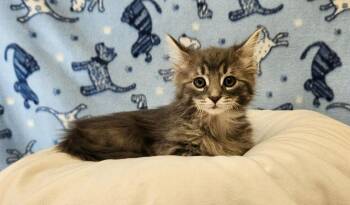 Rescue Domestic Long Hair Cats for Adoption in Benld, Illinois - Blues Clues | PetCurious