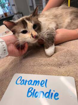 Caramel Blondie -  Domestic Medium Hair Cat for Adoption in Vancouver, Washington - Caramel Blondie | PetCurious