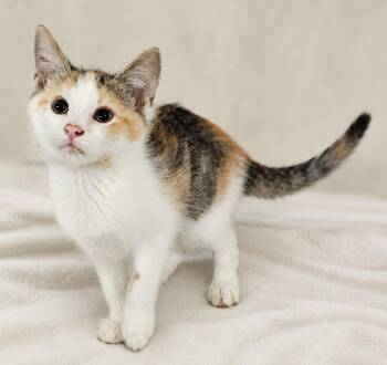 Kitten Halo -  Tabby and Calico Cat for Adoption in Cuyahoga Falls, Ohio - Kitten Halo | PetCurious