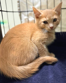 Rescue Domestic Short Hair Cats for Adoption in Novato, California - Bermuda | PetCurious