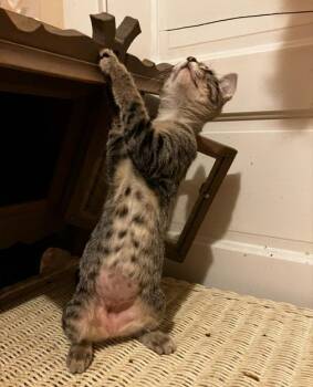 Rescue Domestic Short Hair Cats for Adoption in Beattie, Kansas - Sylvia | PetCurious