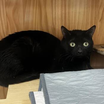 Inky -  Domestic Short Hair Cat for Adoption in Yucca Valley, California - Inky | PetCurious