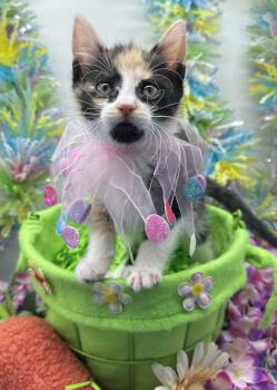 Domestic Medium Hair Cats Available for Adoption - Mochi | PetCurious