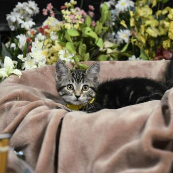 Sister -  Domestic Short Hair Cat for Adoption in Springfield, Missouri - Sister | PetCurious
