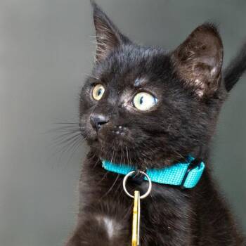 ESPRESSO -  Domestic Short Hair Cat for Adoption in St. Louis, Missouri - ESPRESSO | PetCurious
