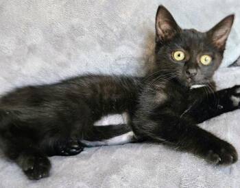 Marta -  Domestic Short Hair Cat for Adoption in Tampa, Florida - Marta | PetCurious