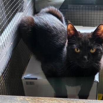 Scrabble -  Domestic Short Hair Cat for Adoption in Washington, Pennsylvania - Scrabble | PetCurious