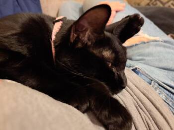 Rescue Domestic Short Hair Cats for Adoption in Berkeley Heights, New Jersey - Banshee & Bowie | PetCurious