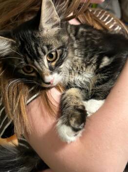 Daphne -  Domestic Medium Hair Cat for Adoption in Pasco, Washington - Daphne | PetCurious