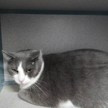 Domestic Short Hair Cats Available for Adoption - Kevin | PetCurious