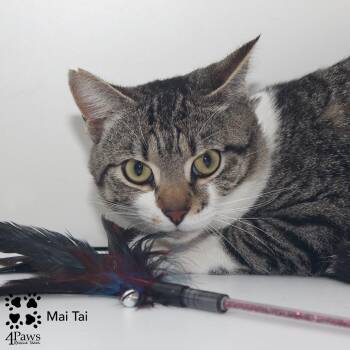 Domestic Short Hair Cats Available for Adoption in Merrifield, Virginia - Mai Tai McKenzie | PetCurious