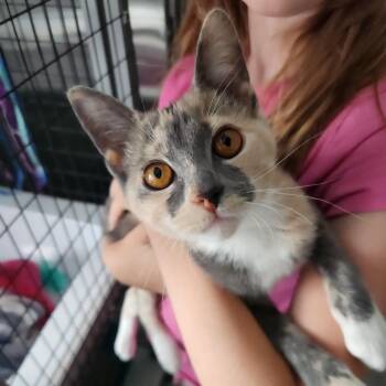 Veronica -  Domestic Short Hair Cat for Adoption in Talent, Oregon - Veronica | PetCurious