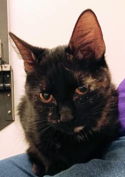 Domestic Short Hair Cats Available for Adoption in Springfield, Illinois - Butterfly | PetCurious