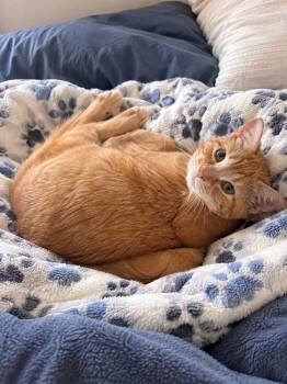 Pumpkin Pie 6698 -  Domestic Short Hair Cat for Adoption in Dallas, Texas - Pumpkin Pie 6698 | PetCurious