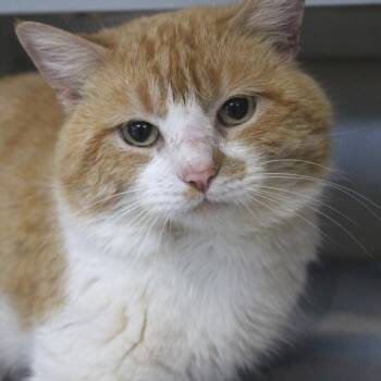 Domestic Short Hair Cats Available for Adoption - Five Layer Purrito | PetCurious