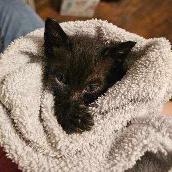 Domestic Short Hair Cats Available for Adoption in Little Rock, Arkansas - Apollo 26-032 | PetCurious