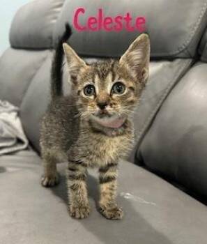 Celeste -  Domestic Short Hair and Tabby Cat for Adoption in Ruskin, Florida - Celeste | PetCurious