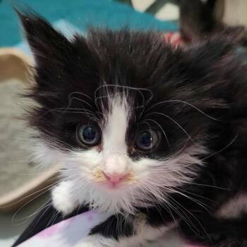 Domestic Short Hair Cats Available for Adoption - Hershey | PetCurious