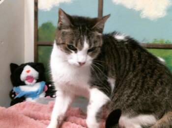 POCKY -  Domestic Short Hair Cat for Adoption in Houston, Texas - POCKY | PetCurious