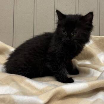 Margaret -  Domestic Medium Hair Cat for Adoption in Long Beach, California - Margaret | PetCurious