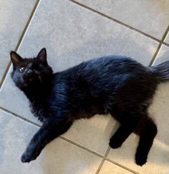 Rescue Domestic Short Hair Cats for Adoption in Fort Worth, Texas - Toothless | PetCurious