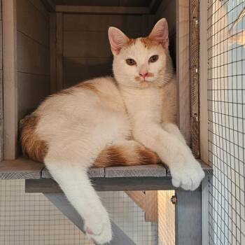 Mitchell -  Domestic Short Hair Cat for Adoption in Toledo, Ohio - Mitchell | PetCurious
