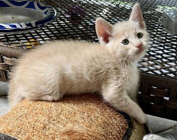 Percy -  Domestic Short Hair Cat for Adoption in Rural Hall, North Carolina - Percy | PetCurious
