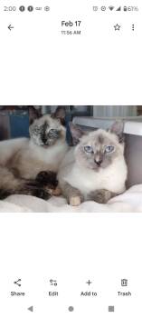 Chanel -  Siamese and Dilute Tortoiseshell Cat for Adoption in Plano, Texas - Chanel | PetCurious