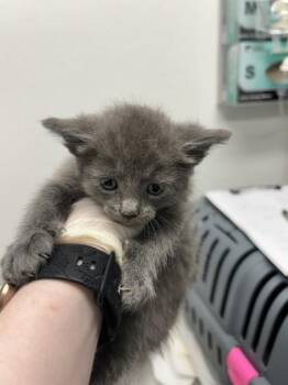 Domestic Short Hair Cats Available for Adoption in West Chester, Pennsylvania - Taurus | PetCurious