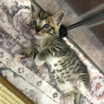 Rip -  Domestic Short Hair Cat for Adoption in Spokane, Washington - Rip | PetCurious