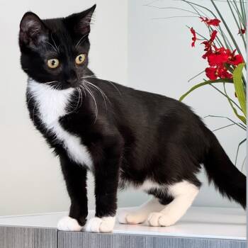 Jessica -  Domestic Short Hair Cat for Adoption in Syosset, New York - Jessica | PetCurious