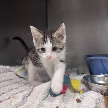 Vaporeon -  Domestic Short Hair Cat for Adoption in South Haven, Michigan - Vaporeon | PetCurious