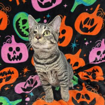 Ragetti -  Domestic Short Hair Cat for Adoption in Fairmont, Minnesota - Ragetti | PetCurious