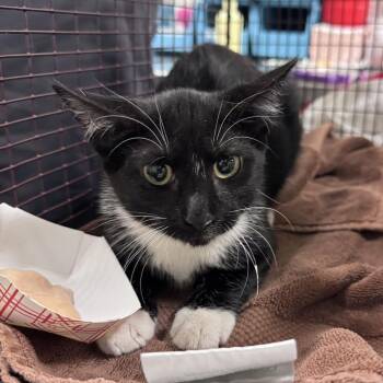 Aperol -  Domestic Short Hair Cat for Adoption in Chicago, Illinois - Aperol | PetCurious