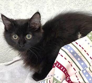 Carlos -  Domestic Short Hair Cat for Adoption in Kansas City, Missouri - Carlos | PetCurious