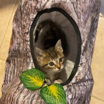 Stock -  Domestic Short Hair Cat Available for Adoption in Buffalo, Minnesota - Stock | PetCurious