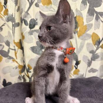 Domestic Short Hair Cats Available for Adoption in Bentonville, Arkansas - Gideon | PetCurious
