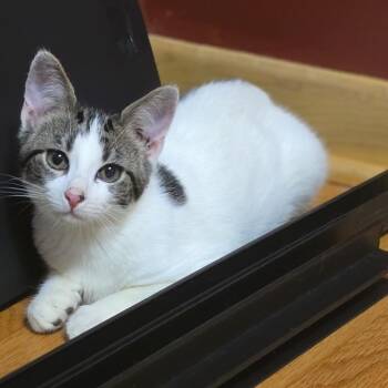 Himmel -  Domestic Short Hair Cat for Adoption in Lincoln, Nebraska - Himmel | PetCurious