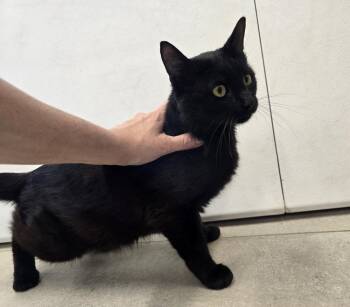 Belamy -  Domestic Short Hair Cat for Adoption in Dickson, Tennessee - Belamy | PetCurious
