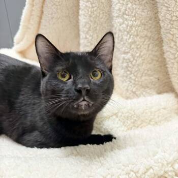 Domestic Short Hair Cats Available for Adoption - Marvin | PetCurious