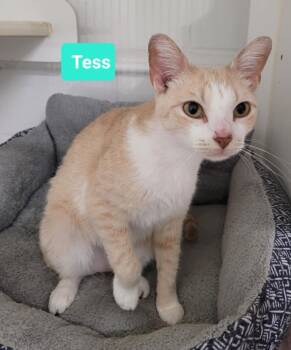 Rescue Domestic Short Hair Cats for Adoption in Richmond, Indiana - Tess | PetCurious