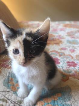Sarah -  Calico Cat for Adoption in Trophy Club, Texas - Sarah | PetCurious