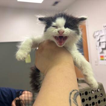 Domestic Long Hair Cats Available for Adoption in Charleston, West Virginia - Stink | PetCurious