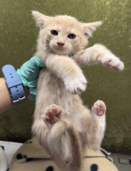 Domestic Short Hair Cats Available for Adoption in Riverside, California - SASHIMI | PetCurious