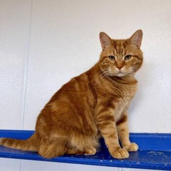 Colby Jack -  Domestic Short Hair Cat for Adoption in Fishers, Indiana - Colby Jack | PetCurious