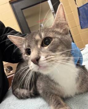 Domestic Short Hair Cats Available for Adoption - Peppered Paprika | PetCurious