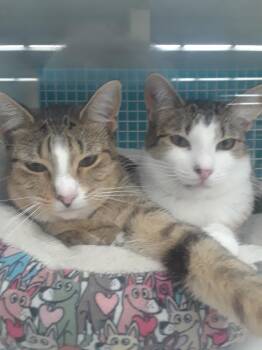 Rescue Domestic Short Hair Cats for Adoption in Boca Raton, Florida - Paisley & Posey BONDED | PetCurious