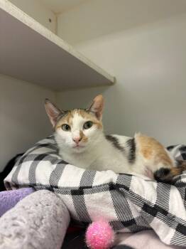 Domestic Short Hair Cats Available for Adoption in Johnson City, Tennessee - Mary (Petie Way) | PetCurious