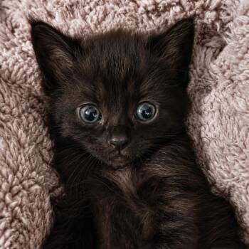 Speck Long -  Domestic Medium Hair Cat for Adoption in Woodstock, Virginia - Speck Long | PetCurious